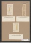 Pleurosigma obscurum W.Sm. (de-Toni-Nr.: Genus 13, Species 1043) Zeichnungen Sammlung Grunow Nr. 2107 (NHMW-BOT-W0368986)